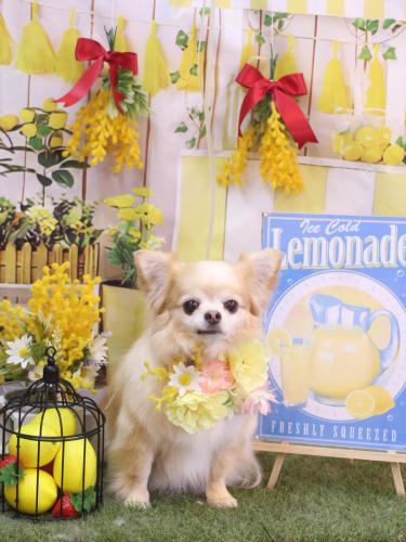 20240411ヴィヴィちゃん